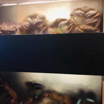 Angry Crab Shack - Live crabs  and lobsters - Cajun/Creole Near Me - Phoenix, Arizona
