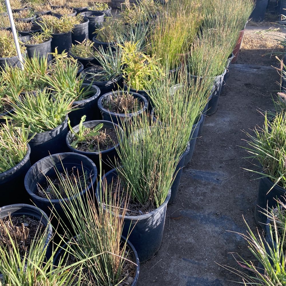 The Standard Design Group Nurseries - Nurseries & Gardening Near Me - North Hollywood, California