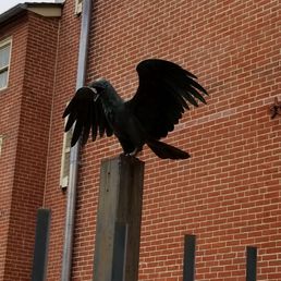 Raven in the yard