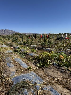 Gilcrease Orchard by null Gilcrease Orchard by null
