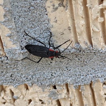 EcoGuard Pest Control - Pest Control Near Me - Haysville, Kansas EcoGuard Pest Control - Pest Control Near Me - Haysville, Kansas