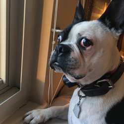 Clearfield Veterinary Clinic - Pete