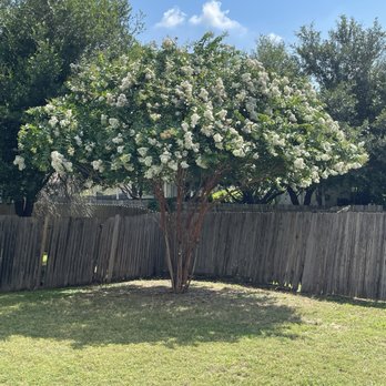 Texas Hedge 2 Edge Landscaping - After picture - Tree Services Near Me Texas Hedge 2 Edge Landscaping - After picture - Tree Services Near Me
