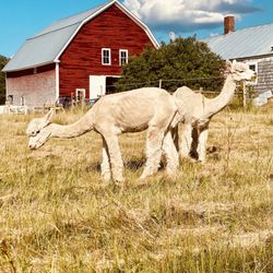 Kennebec Valley Farm - Alpacas