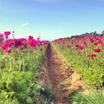 The Flower Fields - IG: la.foodie.chef - Venues & Event Spaces Near Me - Carlsbad, California
