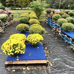 Sunfrost Farms - Bring In The Fall