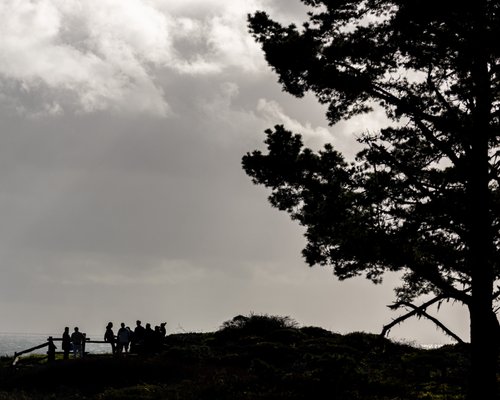 Año Nuevo State Park by null