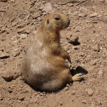 Phoenix Zoo - Lazy! - Zoos Near Me - Phoenix, Arizona