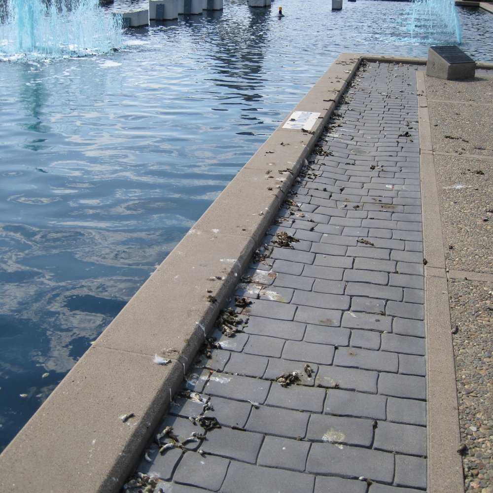 Sunnyvale Community Center - Goose crap everywhere. - Community Centers Near Me - Sunnyvale, California Sunnyvale Community Center - Goose crap everywhere. - Community Centers Near Me - Sunnyvale, California
