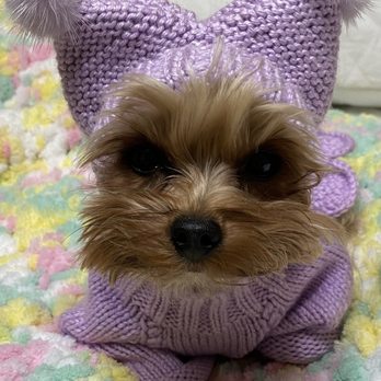 The Paw Shoppe - Look at that face! Veronica does a great job to bring out pokeys best feature. - Pet Groomers Near Me - Coon Rapids, Minnesota The Paw Shoppe - Look at that face! Veronica does a great job to bring out pokeys best feature. - Pet Groomers Near Me - Coon Rapids, Minnesota