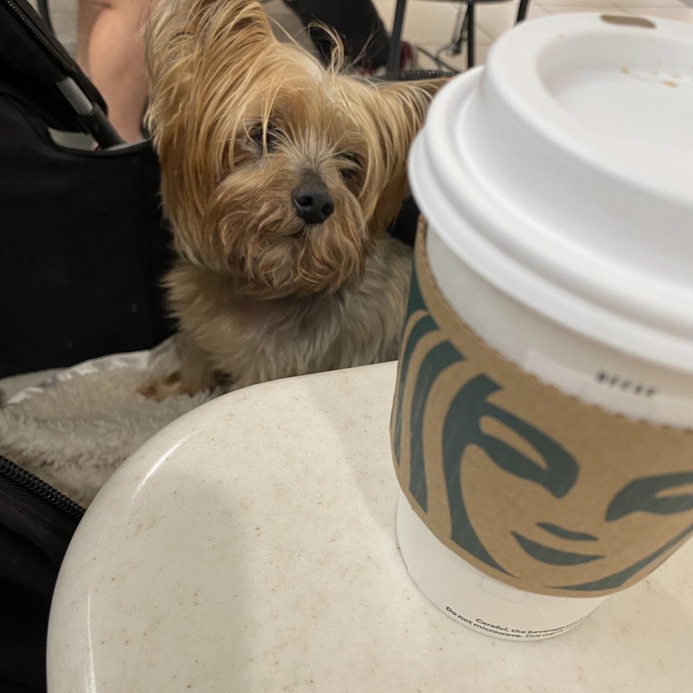 Starbucks - Coffee break - Coffee & Tea Near Me - Melbourne, Florida Starbucks - Coffee break - Coffee & Tea Near Me - Melbourne, Florida