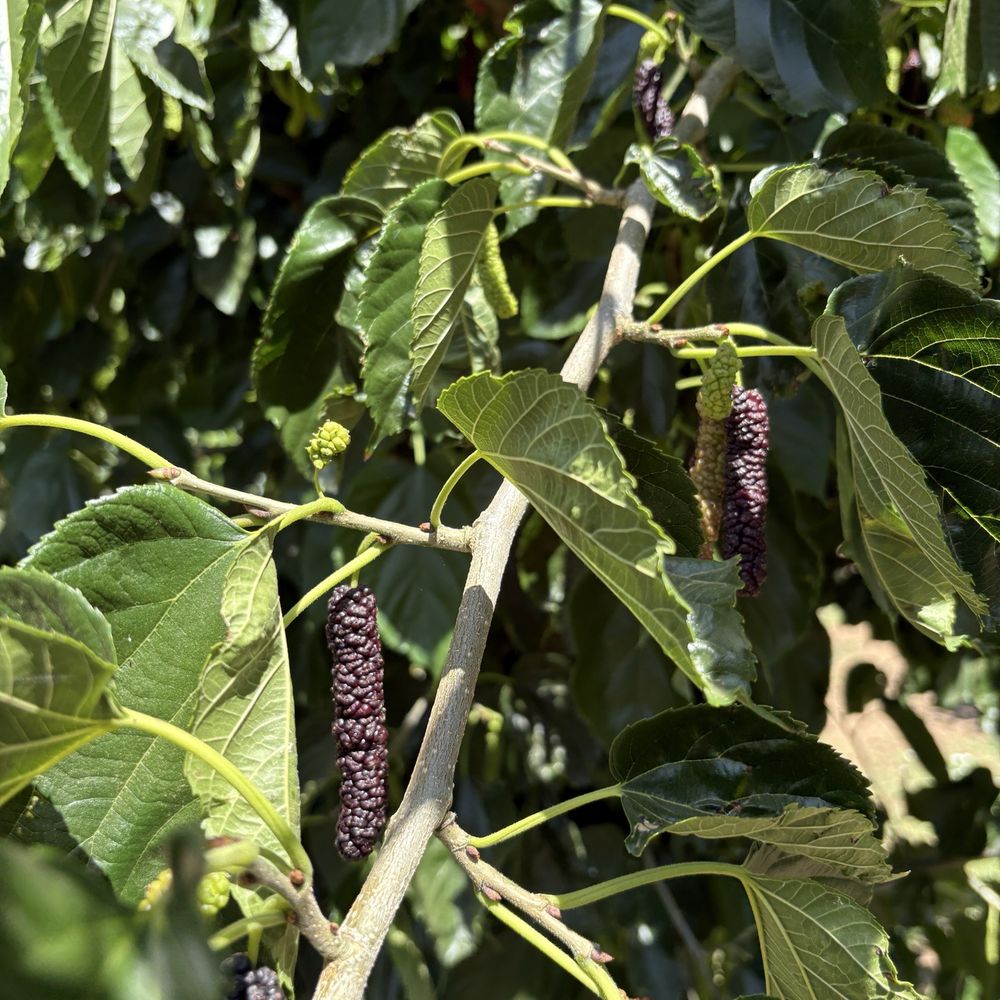 Very Mulberry - Pick Your Own Farms Near Me - Brentwood, California Very Mulberry - Pick Your Own Farms Near Me - Brentwood, California