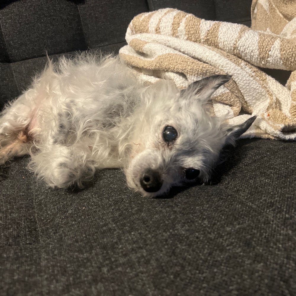 4 Bubbly Paws - Nails clipped, warm bath, little grooming...happy doggie makes a happy dog daddy.  Great grooming find with nice owner and staff. - Pet Groomers Near Me - Vancouver, British Columbia