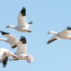 Colusa National Wildlife Refuge