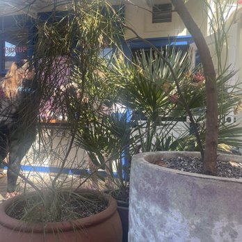 The Station - More Plants - Burgers Near Me - Berkeley, California The Station - More Plants - Burgers Near Me - Berkeley, California