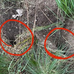 Eliminating 365 Pest Control - Rodent burrows