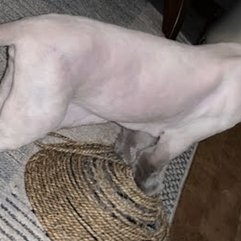 NeliPet - After...my little naked chicken! - Pet Groomers Near Me - Aliso Viejo, California NeliPet - After...my little naked chicken! - Pet Groomers Near Me - Aliso Viejo, California