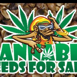 Photo of Cannabis Seeds - London, XGL, GB.