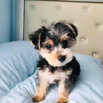 Viva La Pooch Pet Salon - My puppy mango after a fresh cut, wash, and blow dry - Pet Groomers Near Me - Brooklyn, New York