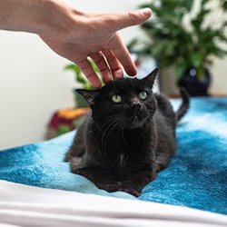 Hands On Healing