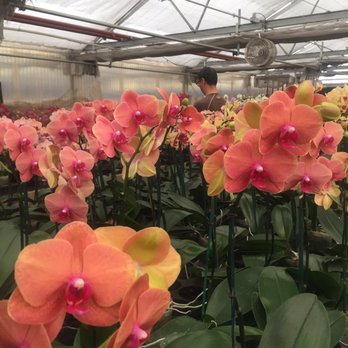 Norman's Orchid Nursery - Nurseries & Gardening Near Me - Montclair, California Norman's Orchid Nursery - Nurseries & Gardening Near Me - Montclair, California