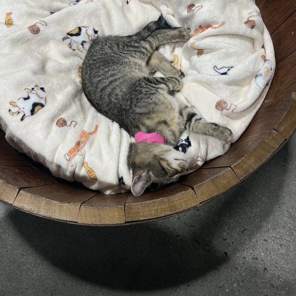 Orlando Cat Cafe - Animal Shelters Near Me - Clermont, Florida