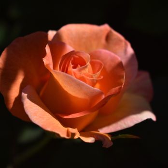 Rose Garden - Botanical Gardens Near Me - El Paso, Texas