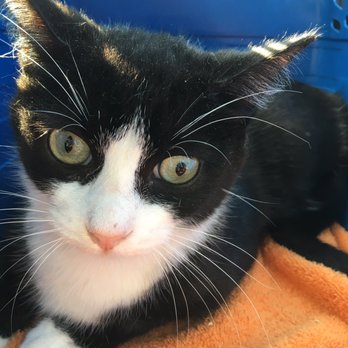 Catmandoo Rescue - Spike in his carrier on the way to his new forever home! - Pet Adoption Near Me - Hawthorne, California