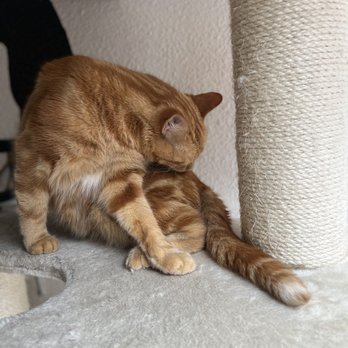 The Cat Cafe - Coffee & Tea Near Me - San Diego, California The Cat Cafe - Coffee & Tea Near Me - San Diego, California