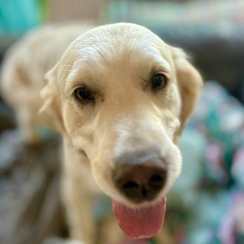 DogsNewBFF - Zsa Zsa Sugar Cookie - Pet Sitting Near Me DogsNewBFF - Zsa Zsa Sugar Cookie - Pet Sitting Near Me