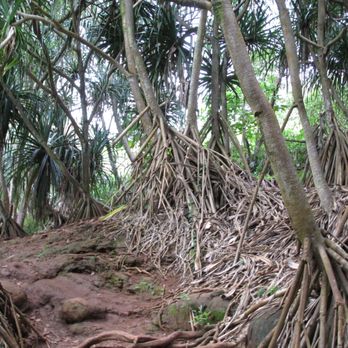 Queen's Bath - Trees along the trail to Queen's bath - Landmarks & Historical Buildings Near Me - Princeville, Hawaii
