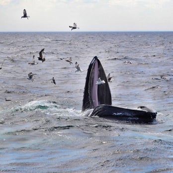Hyannis Whale Watcher Cruises - Feeding. - Whale Watching Tours Near Me - Barnstable, Massachusetts Hyannis Whale Watcher Cruises - Feeding. - Whale Watching Tours Near Me - Barnstable, Massachusetts