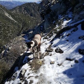 Mt Lowe - Sammy on the Mt Lowe East Trail with snow - Hiking Near Me - Altadena, California Mt Lowe - Sammy on the Mt Lowe East Trail with snow - Hiking Near Me - Altadena, California