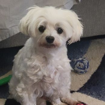 Pauley's Pups - Pet Stores Near Me - Ashland, Virginia Pauley's Pups - Pet Stores Near Me - Ashland, Virginia