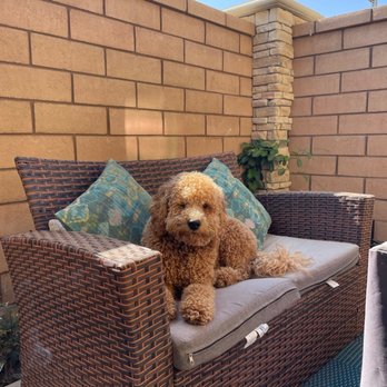 Mutt Cutts Dog Spa - What he normally looks like - Pet Groomers Near Me - Chino, California
