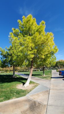 Gardens Park by null