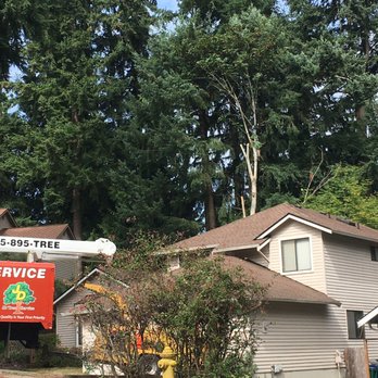 JD Tree Service - JD up in the tree in the backyard, about midway through the removal of a large maple. - Tree Services Near Me JD Tree Service - JD up in the tree in the backyard, about midway through the removal of a large maple. - Tree Services Near Me