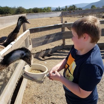 Ostrichland USA - Attraction Farms Near Me - Solvang, California Ostrichland USA - Attraction Farms Near Me - Solvang, California