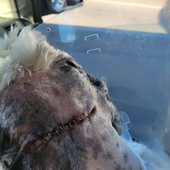 Kindness Animal Clinic - Romeo's tumor removal scar. - Veterinarians Near Me - Bradenton, Florida Kindness Animal Clinic - Romeo's tumor removal scar. - Veterinarians Near Me - Bradenton, Florida