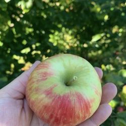 Russell Farms - Apple