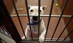 Battersea Dogs and Cats Home by null