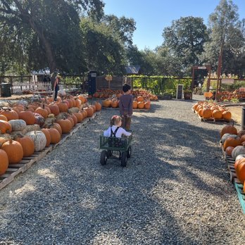 Deer Creek Farm By Compassion Planet - Lots of pumpkins to choose from and fun wagons for the kids to ride in. - Home Decor Near Me - Rocklin, California Deer Creek Farm By Compassion Planet - Lots of pumpkins to choose from and fun wagons for the kids to ride in. - Home Decor Near Me - Rocklin, California