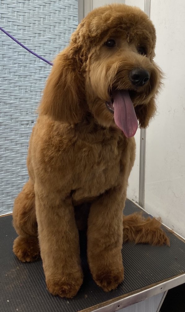 Diane's Pet Styling Image