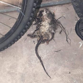 Public Storage - Stay away!!!!! This place is absolutely infested with rats - Self Storage Near Me - North Richland Hills, Texas Public Storage - Stay away!!!!! This place is absolutely infested with rats - Self Storage Near Me - North Richland Hills, Texas
