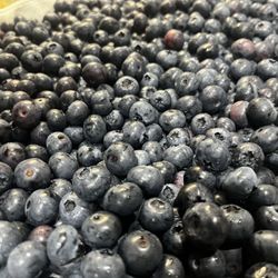 Fred's Place - Blueberries You Pick