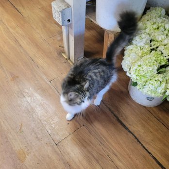 Joshua's Flower shop - the shop's cat - Florists Near Me - Cypress, California