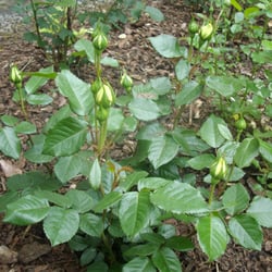 Herde's Gartencenter