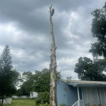 Bros Tree Service - Tree Services Near Me - Orlando, Florida