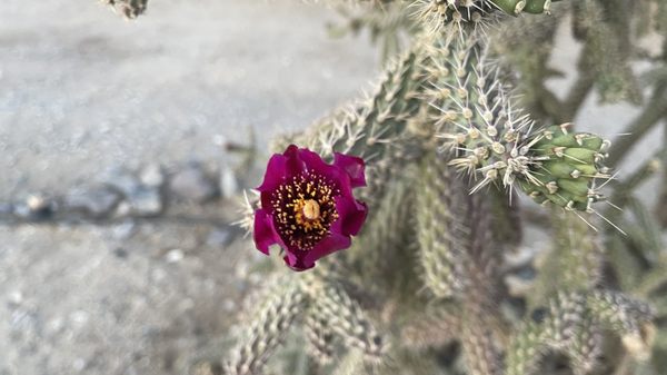 Panamint Springs Resort by null