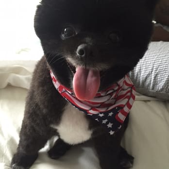 Pupstarz Mobile Grooming - Pet Groomers Near Me Pupstarz Mobile Grooming - Pet Groomers Near Me